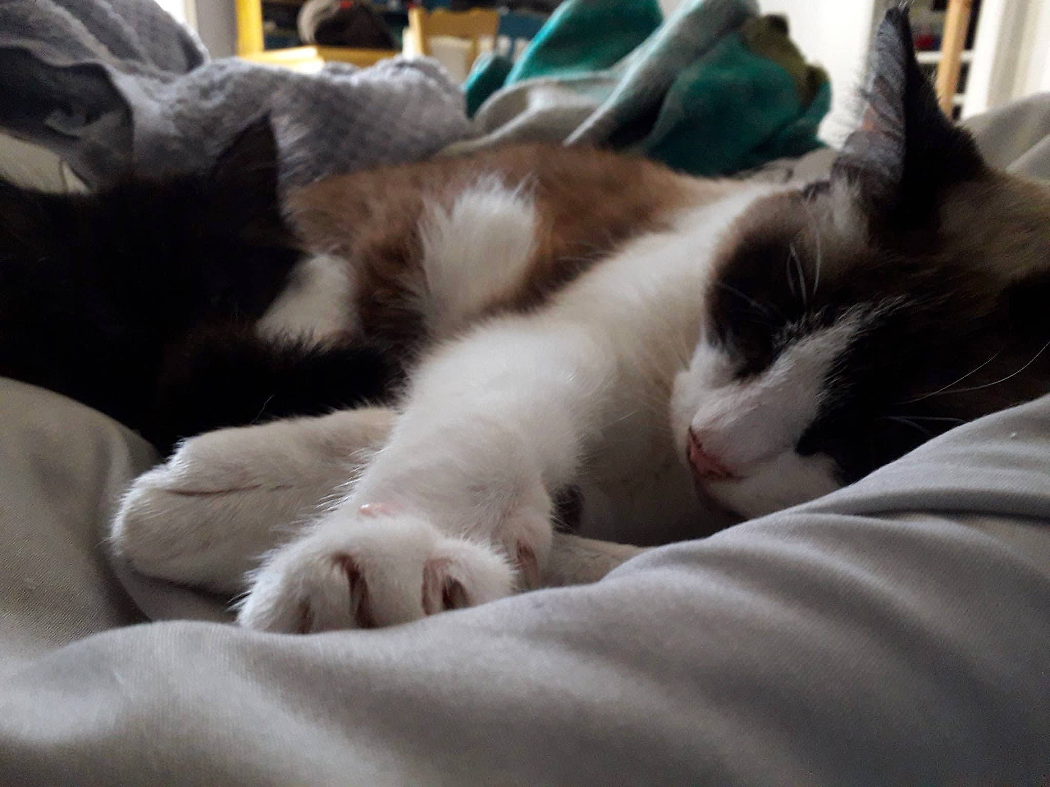 Piéroune participe au concours pour gagner de l'argent avec cette photo : carnivore, cat, cloud, comfort, domestic_short_haired_cat, felidae, fur, linens, nap, paw, sleep, small_to_medium_sized_cats, snout, tail, whiskers