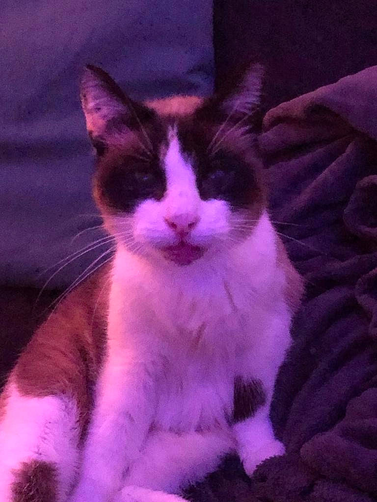Piéroune participe au concours pour gagner de l'argent avec cette photo : carnivore, cat, cloud, comfort, darkness, domestic_short_haired_cat, electric_blue, felidae, fur, magenta, night, paw, purple, sky, small_to_medium_sized_cats, square, tail, whiskers