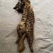 Katoo participe au concours pour gagner de l'argent avec cette photo : abyssinian, animal, bed, blanket, canine, cat, couch, cushion, dog, furniture, homedecor, indoors, interiordesign, kitten, linen, manx, person, pet, quilt, sleeping