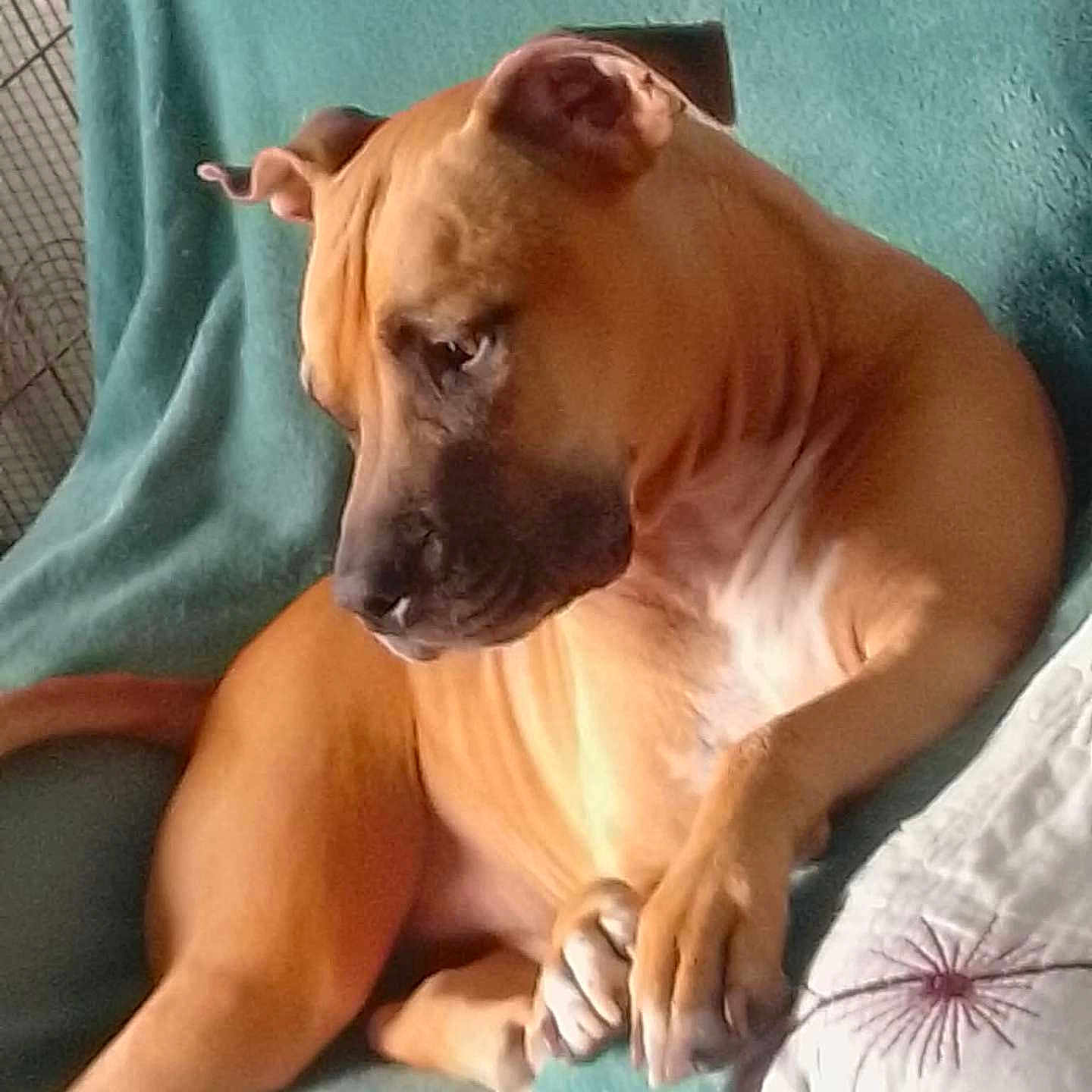 Peanuts a rejoint le concours — aidez-le/la à gagner de superbes lots ! dog, canine, brown_dog, short_hair, wrinkled, floppy_ears, sleepy, sitting, relaxed, pet, animal, portrait, indoors, couch, cushion, blanket, turquoise_background, white_chest, paws, funny_expression