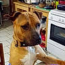 dog, canine, brown_dog, short_hair, pet, animal, portrait, close_up, face, eyes, nose, collar, standing, kitchen, oven, stove, countertop, indoor, home, funny