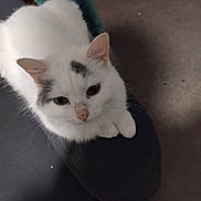 Angel a rejoint le concours — aidez-le/la à gagner de superbes lots ! cat, white_cat, fluffy, pet, animal, face, eyes, ears, whiskers, paws, sitting, lap, black_clothing, indoor, home, blanket, furniture, portrait, closeup, cute