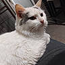 cat, feline, white_cat, gray_markings, fluffy, fur, whiskers, ears, eyes, nose, indoor, couch, furniture, portrait, close_up, pet, animal, lounging, relaxed, home