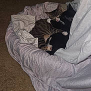 Kit Cat And Tigris joined the competition — help win amazing prizes! cat, cats, pet_bed, blanket, carpet, indoor, cozy, sleeping, snuggling, fur, animal, tabby_cat, black_cat, resting, cute, companion, friendship, domestic, mammal, quiet