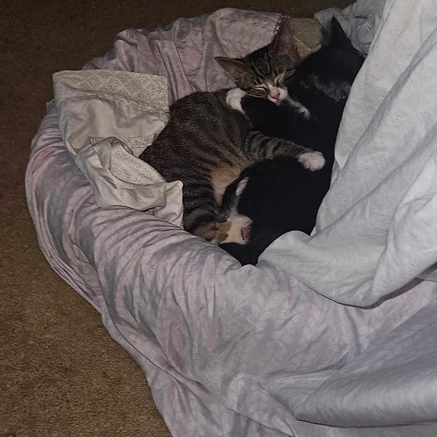 Kit Cat And Tigris joined the competition — help win amazing prizes! animal, black_cat, blanket, carpet, cat, cats, companion, cozy, cute, domestic, friendship, fur, indoor, mammal, pet_bed, quiet, resting, sleeping, snuggling, tabby_cat