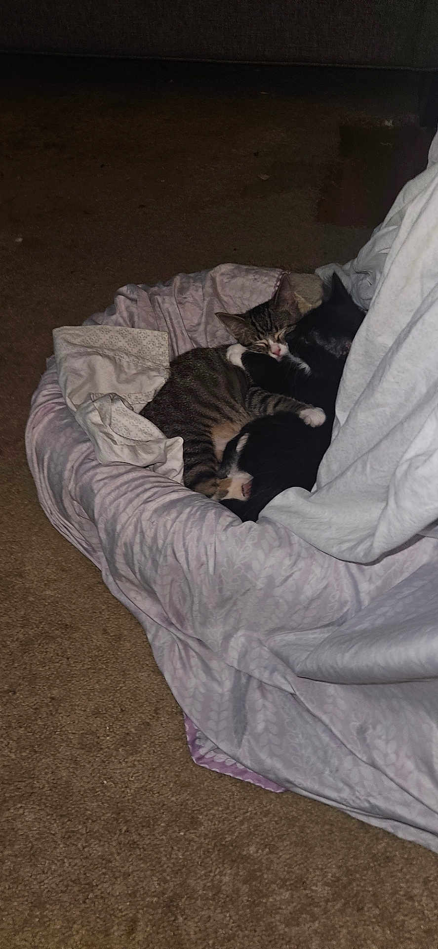 Kit Cat And Tigris joined the competition — help win amazing prizes! cat, cats, pet_bed, blanket, carpet, indoor, cozy, sleeping, snuggling, fur, animal, tabby_cat, black_cat, resting, cute, companion, friendship, domestic, mammal, quiet