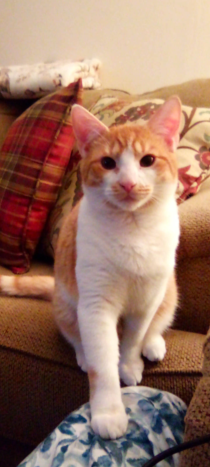 Creme joined the competition — help win amazing prizes! carnivore, cat, domestic_short_haired_cat, fawn, felidae, fur, pattern, plaid, small_to_medium_sized_cats, tail, tartan, whiskers