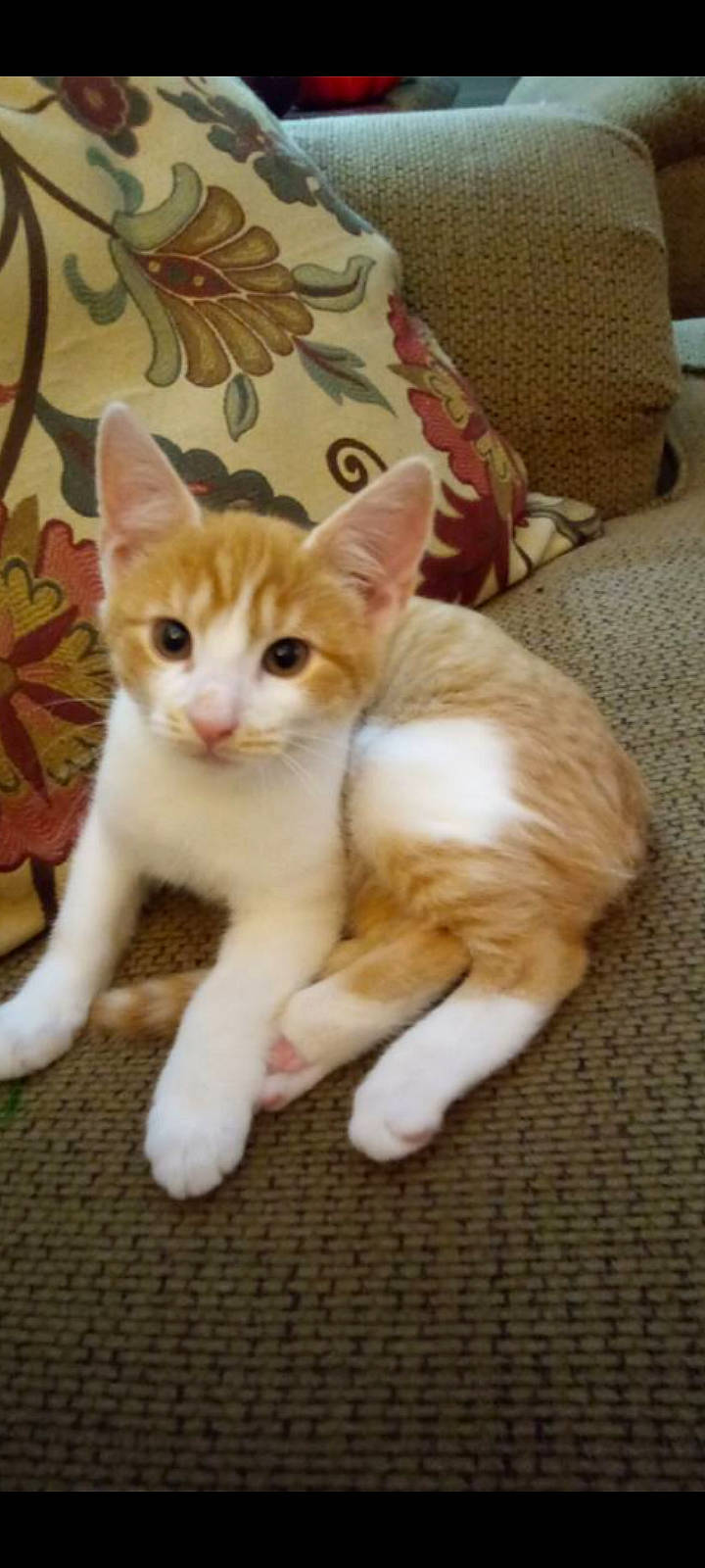 Creme joined the competition — help win amazing prizes! carnivore, cat, claw, comfort, domestic_short_haired_cat, fawn, felidae, fur, hardwood, paw, sitting, sleeper_chair, small_to_medium_sized_cats, snout, tail, whiskers