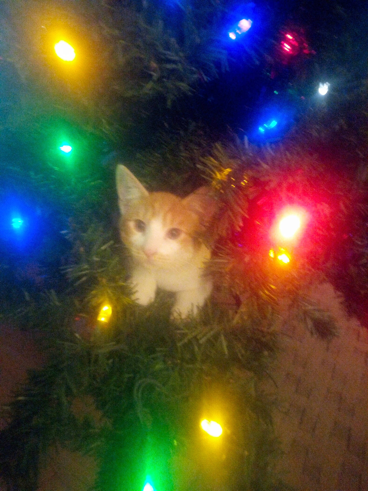 Creme is registered to the contest to win money with this photo: branch, carnivore, cat, christmas_decoration, christmas_ornament, christmas_tree, evergreen, felidae, holiday, leaf, light, midnight, nature, plant, sky, small_to_medium_sized_cats, space, tree, whiskers, woody_plant