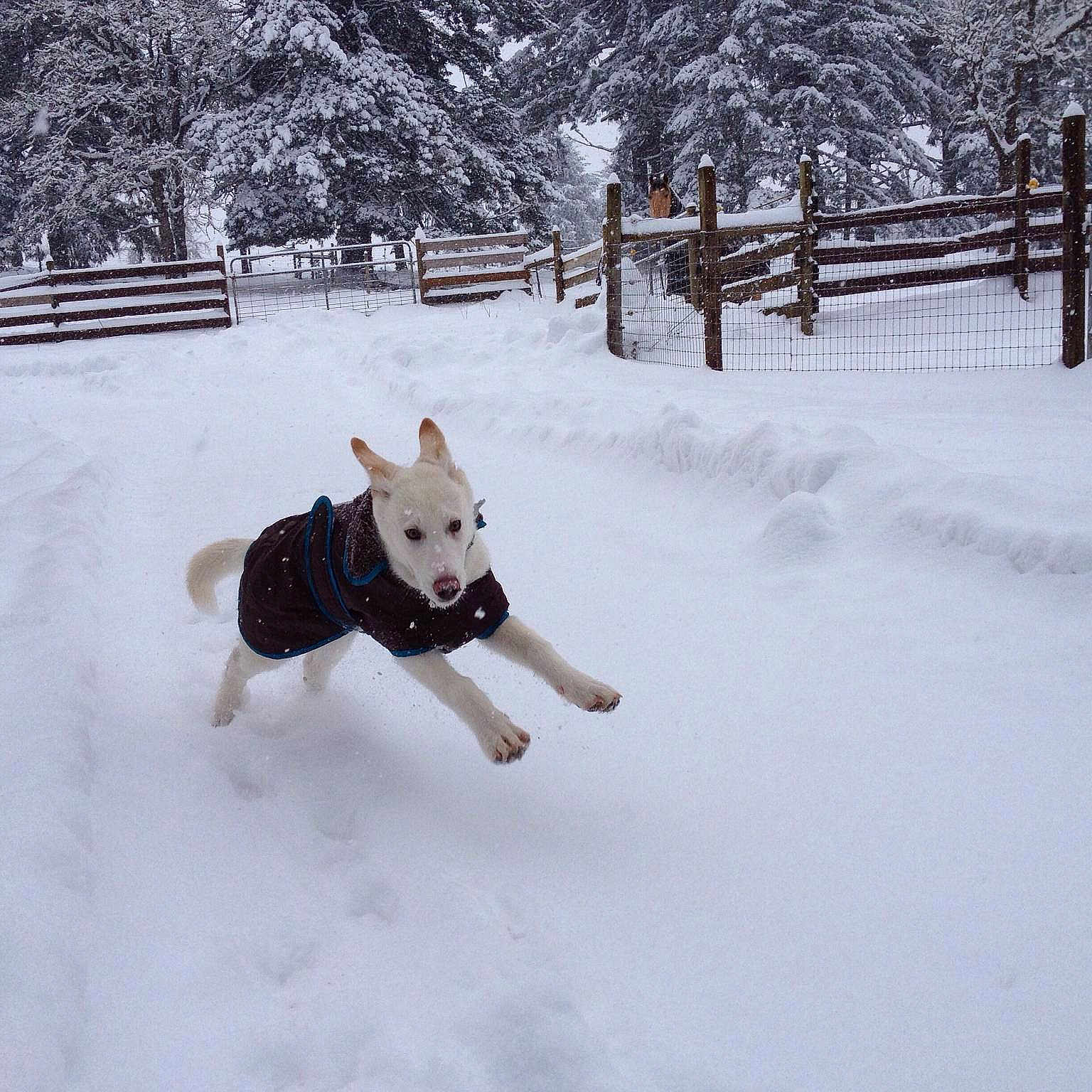 Bolt joined the competition — help win amazing prizes!