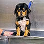 Rex is registered to the contest to win money with this photo: dog, wet, bath, stainless_steel, leash, animal, pet, fur, water_droplets, displeased, paw, grooming, bathtub, black, brown, white, indoors, hand, metal, canine