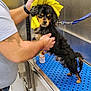 dog, wet, person, hand, yellow_cloth, blue_surface, shampoo, leash, grooming_station, bathroom, metal_surface, animal, pet, washing, cleaning, fur, standing, indoor, bath, canine