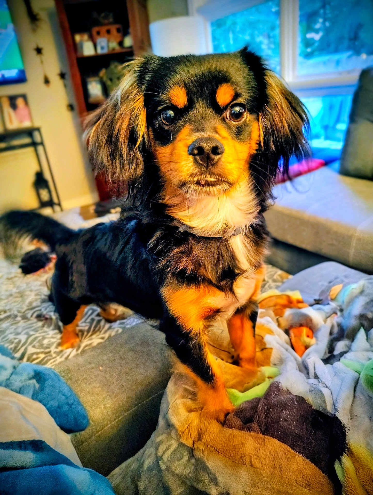 Rex is registered to the contest to win money with this photo: dog, pet, indoor, couch, blanket, living_room, fur, ears, eyes, face, animal, canine, domestic_animal, furniture, window, home, cozy, looking, cute, companion