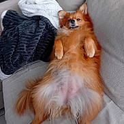 Winnie a rejoint le concours — aidez-le/la à gagner de superbes lots ! dog, orange_fur, fluffy, couch, blanket, relaxed, pet, indoor, lying_down, cute, paw, fur, canine, cozy, home, animal, resting, domestic, companion, smiling