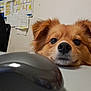 dog, brown_dog, pet, animal, table, mouse, computer_mouse, indoor, curious, resting, face, ears, fur, close_up, person, office, wall, papers, chair, background
