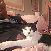 Bleu joined the competition — help win amazing prizes! cat, black_and_white, stretching, relaxed, indoor, person, glasses, black_shirt, pillow, pink, blanket, framed_art, wall, lamp, window, curtain, furniture, comfort, pet, home