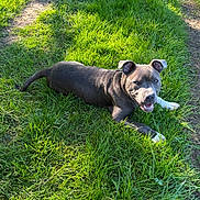 Marley participe au concours pour gagner de l'argent avec cette photo : dog, grass, outdoor, sunlight, happy, pet, canine, nature, greenery, animal, playful, relaxed, summer, daylight, mammal, laying_down, ears, tongue, ground, smiling