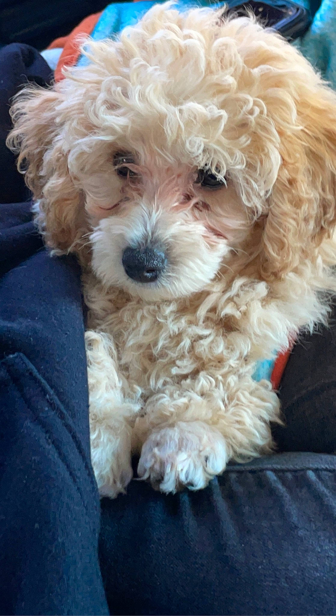 Bailey joined the competition — help win amazing prizes! canidae, carnivore, companion_dog, dog, dog_breed, dog_collar, fur, glasses, labradoodle, maltepoo, non_sporting_group, poodle, puppy_love, shih_poo, small_terrier, sporting_group, terrier, toy_dog, water_dog, yorkipoo