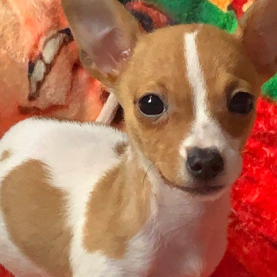 Daisy Mae