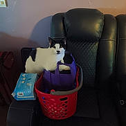 Bandit joined the competition — help win amazing prizes! cat, black_and_white, laundry_basket, purple_bag, chair, leather, indoor, pet, animal, household, curious, feline, sitting, cozy, wall, bag, seat, domestic, comfort, relaxed