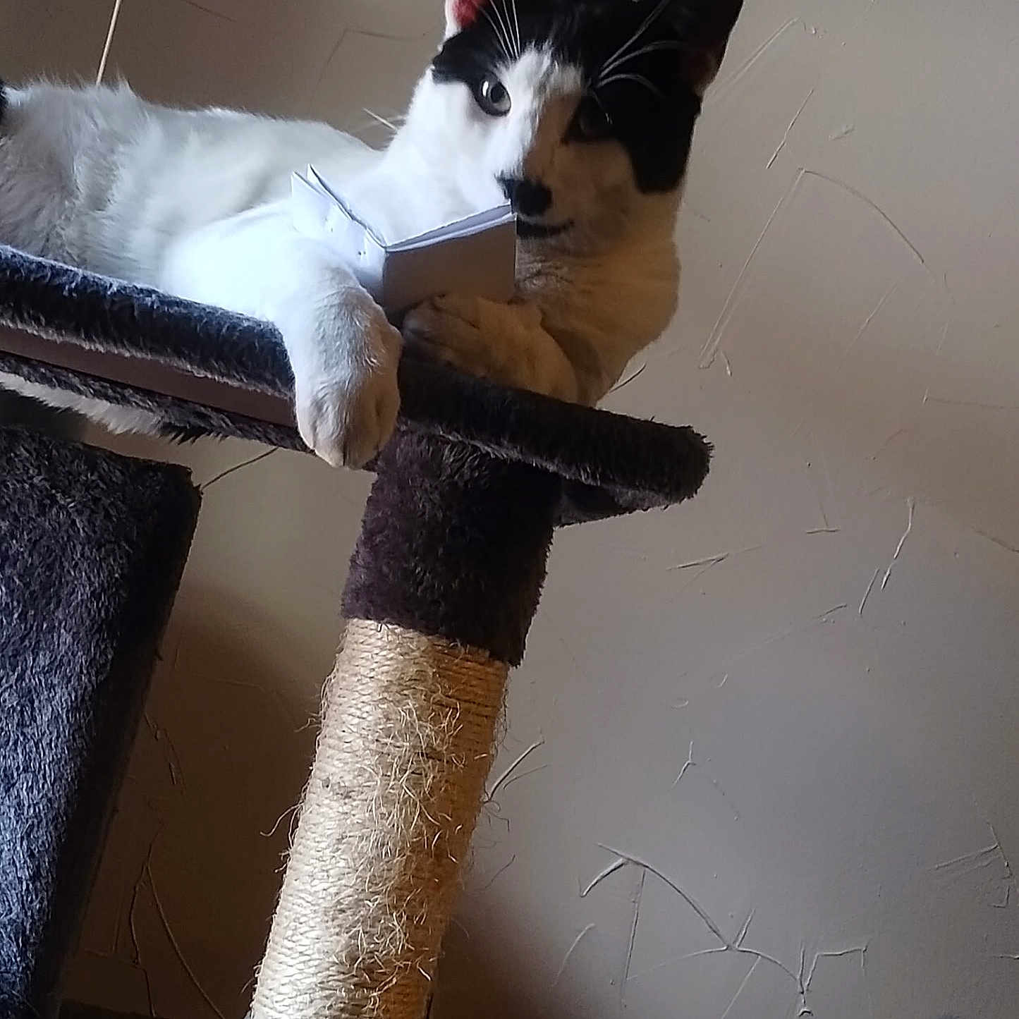 Bandit is registered to the contest to win money with this photo: animal, black_and_white, book, cat, cat_tree, claw_post, curious, ears, feline, fur, home, indoor, paw, pet, relaxed, resting, scratching_post, shadow, wall, whiskers