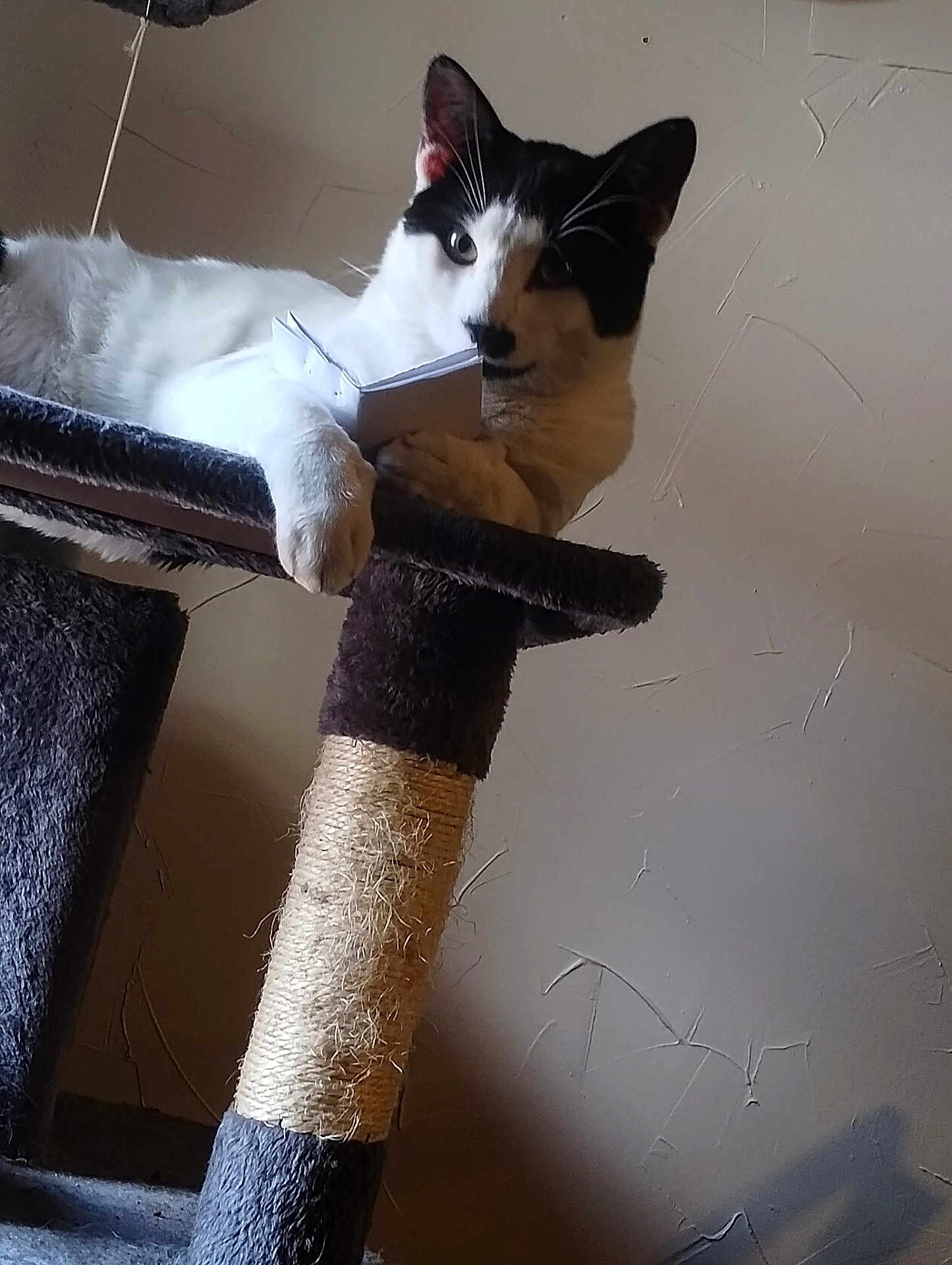Bandit is registered to the contest to win money with this photo: cat, black_and_white, cat_tree, book, indoor, pet, feline, claw_post, curious, resting, paw, animal, scratching_post, fur, whiskers, ears, relaxed, home, wall, shadow