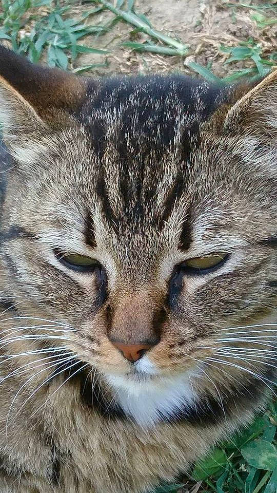 Miska participe au concours pour gagner de l'argent avec cette photo : asian, bobcat, carnivore, cat, close_up, domestic_short_haired_cat, dragon_li, european_shorthair, eye, felidae, grass, lynx, mammal, pixie_bob, small_to_medium_sized_cats, snout, tabby_cat, whiskers, wild_cat, wildlife