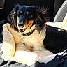 dog, pet, animal, portrait, smiling, happy, long_hair, black_and_white, brown, floppy_ears, collar, seated, car, car_interior, passenger_seat, blanket, fleece, seatbelt, sunlight, road_trip