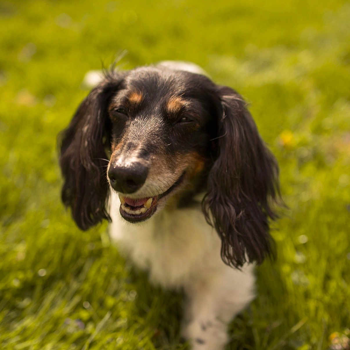 Bella is registered to the contest to win money with this photo: dog, spaniel, long_e ears, black_and_white, brown_markings, floppy_ears, happy, smiling, open_mouth, outdoor, grass, meadow, nature, portrait, close_up, shallow_depth_of_field, bokeh, sunlight, fur, walking