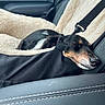 dog, sleeping, puppy, black_and_tan, small_dog, car, car_interior, pet_bed, blanket, plush, cozy, resting, peaceful, animal, canine, seatbelt, travel, closeup, snout, photography