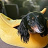 Bella is registered to the contest to win money with this photo: dog, dachshund, long_hair, black_and_tan, pet, animal, banana_bed, yellow, indoors, portrait, close_up, face, eyes, ears, snout, fur, sitting, cozy, funny, photography