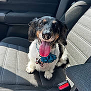Bella is registered to the contest to win money with this photo: dog, pet, black_and_white_dog, sitting, car, car_interior, car_seat, tongue_out, happy, smiling, floppy_ears, blue_collar, ruffled_collar, portrait, close_up, animal, fur, paws, seatbelt, sunlight