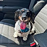 dog, pet, black_and_white_dog, sitting, car, car_interior, car_seat, tongue_out, happy, smiling, floppy_ears, blue_collar, ruffled_collar, portrait, close_up, animal, fur, paws, seatbelt, sunlight