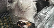 Bella joined the competition — help win amazing prizes! dog, pet, fluffy, black_and_white, small_dog, upside_down, lying_down, bed, bedding, blanket, paws, teeth, open_mouth, wide_eyes, funny, goofy, indoors, bedroom, portrait, relaxed