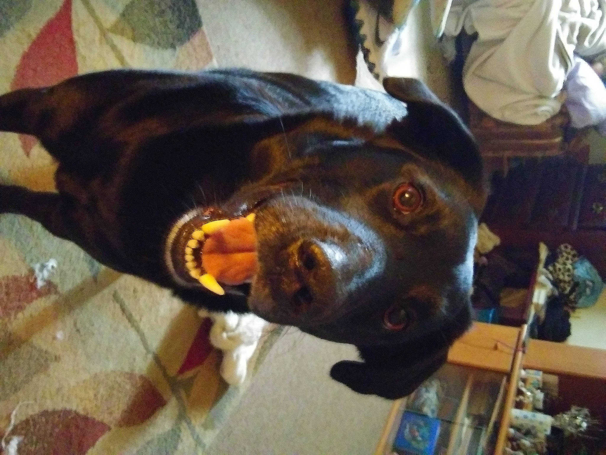 Zeek joined the competition — help win amazing prizes! canidae, carnivore, collar, companion_dog, dog, dog_breed, dog_collar, ear, fawn, fur, guard_dog, liver, natural_material, pet_supply, snout, sporting_group, tail, whiskers, working_animal, working_dog