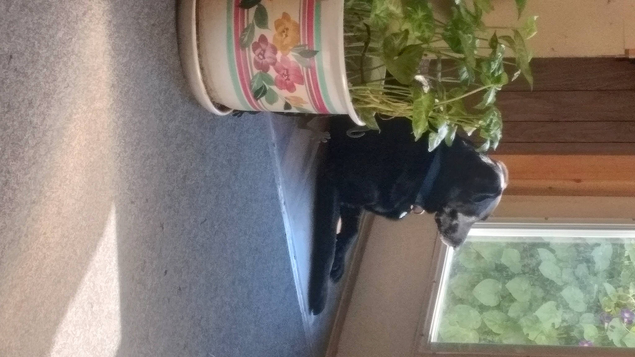 Zeek is registered to the contest to win money with this photo: art, automotive_exterior, automotive_lighting, car, dog, door, family_car, fender, flower, flowerpot, glass, herb, houseplant, plant, room, tree, vehicle, vehicle_door, window, wood