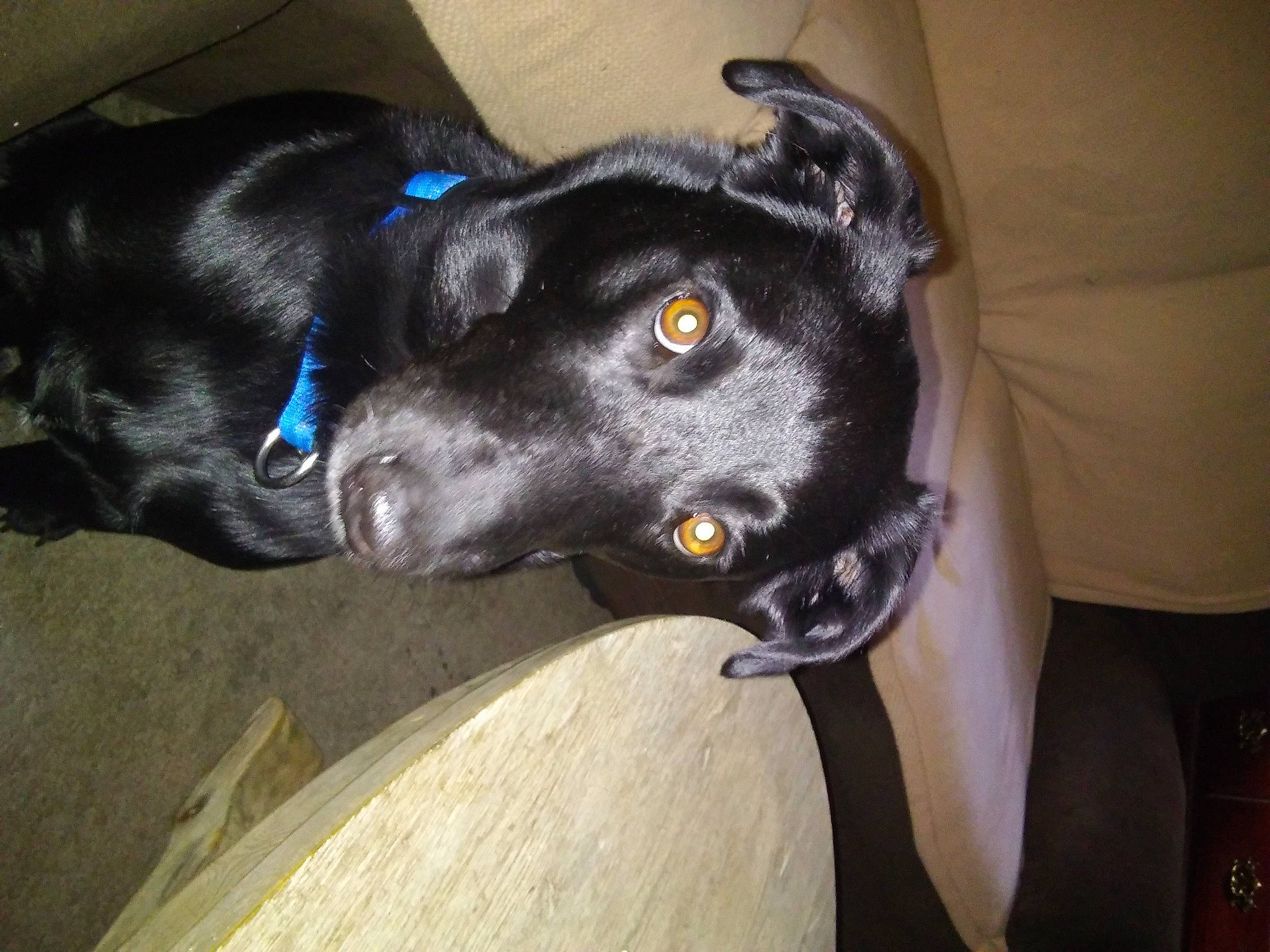 Zeek is registered to the contest to win money with this photo: borador, canidae, carnivore, collar, companion_dog, dog, dog_breed, dog_collar, ear, electric_blue, fur, guard_dog, hunting_dog, jaw, non_sporting_group, snout, sporting_group, whiskers, working_animal, working_dog