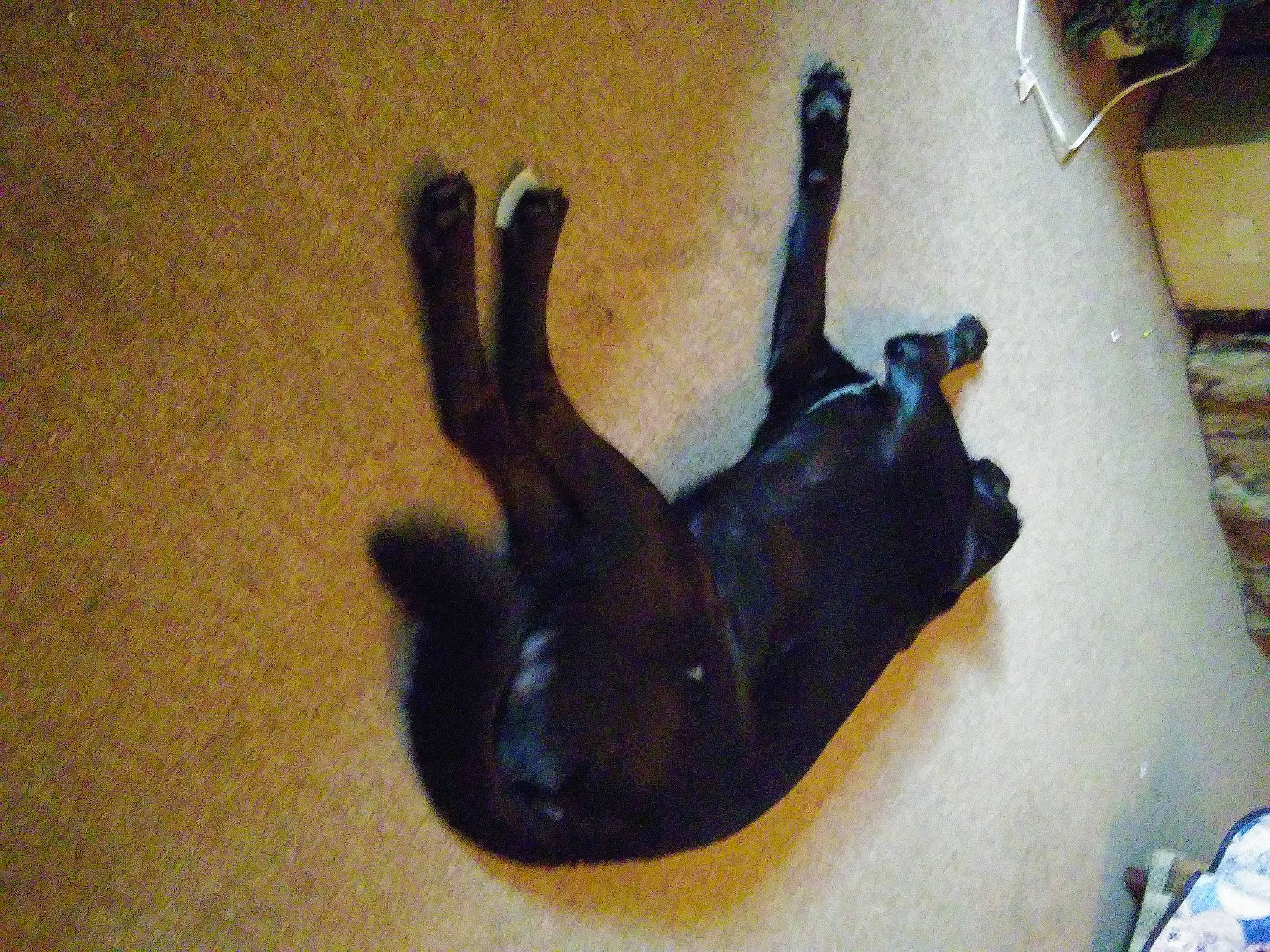 Zeek is registered to the contest to win money with this photo: black_cat, canidae, carnivore, cat, comfort, dog, dog_breed, fawn, felidae, flooring, foot, paw, shadow, small_to_medium_sized_cats, snout, sporting_group, tail, terrestrial_animal, tints_and_shades, wood