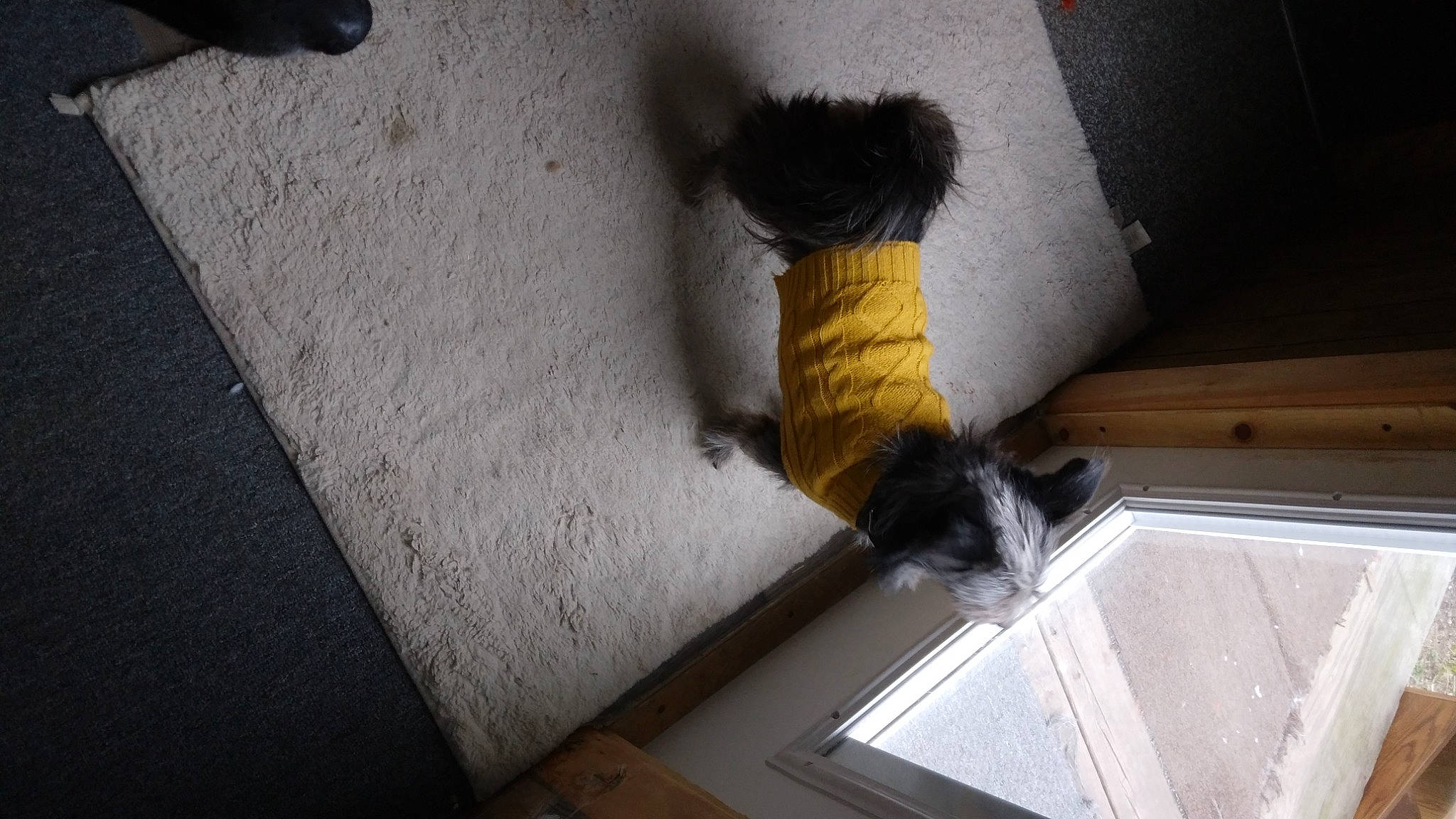 Splitz joined the competition — help win amazing prizes! cat, ceiling, door, felidae, floor, flooring, fur, glove, grey, hardwood, human_leg, room, shadow, small_to_medium_sized_cats, stuffed_toy, tail, tints_and_shades, window, wood, wool