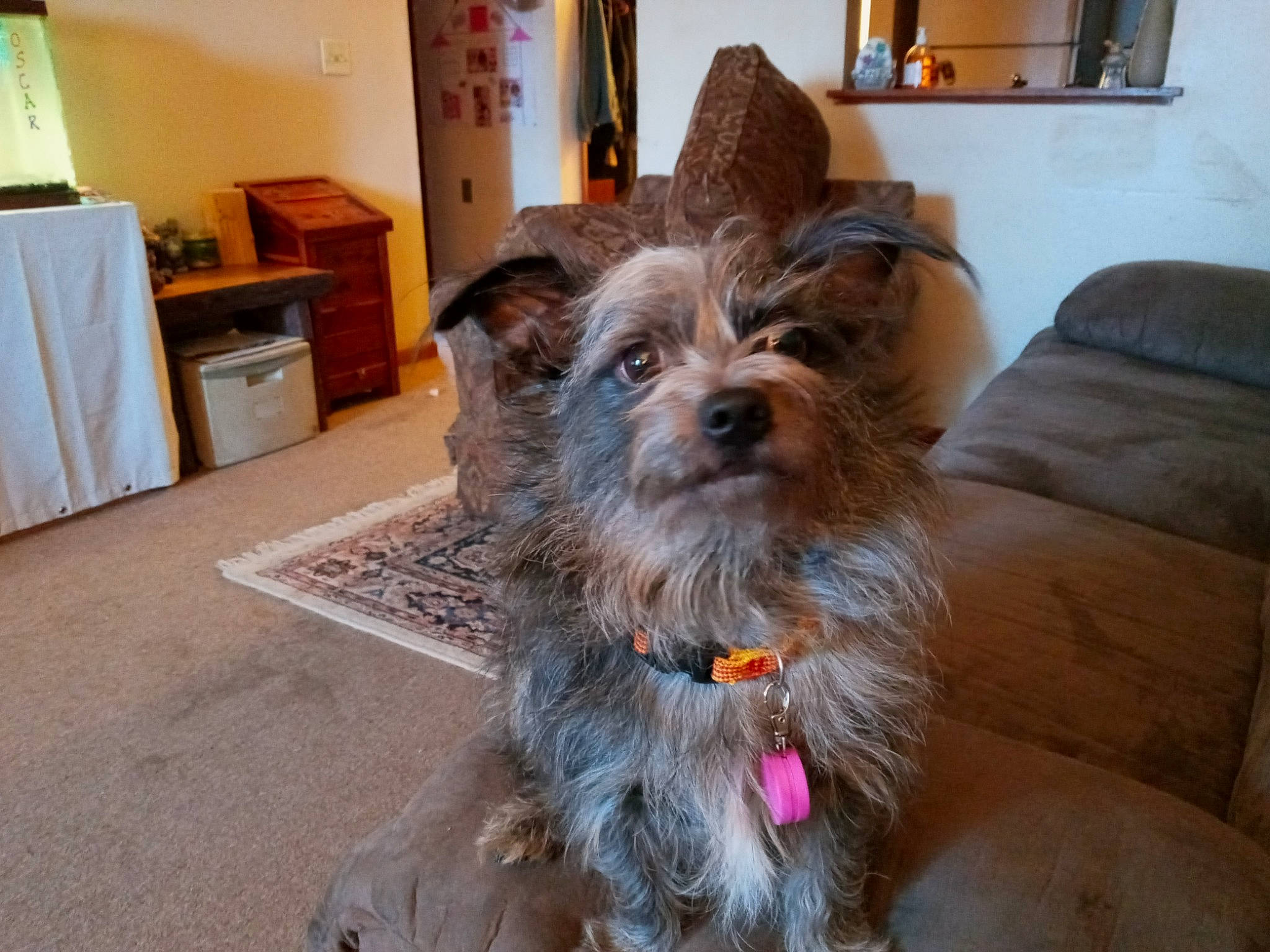 Splitz joined the competition — help win amazing prizes! cabinetry, carnivore, collar, companion_dog, dog, dog_breed, dog_supply, drawer, fawn, flooring, furniture, liver, picture_frame, small_terrier, snout, sporting_group, terrier, toy_dog, wood, working_animal