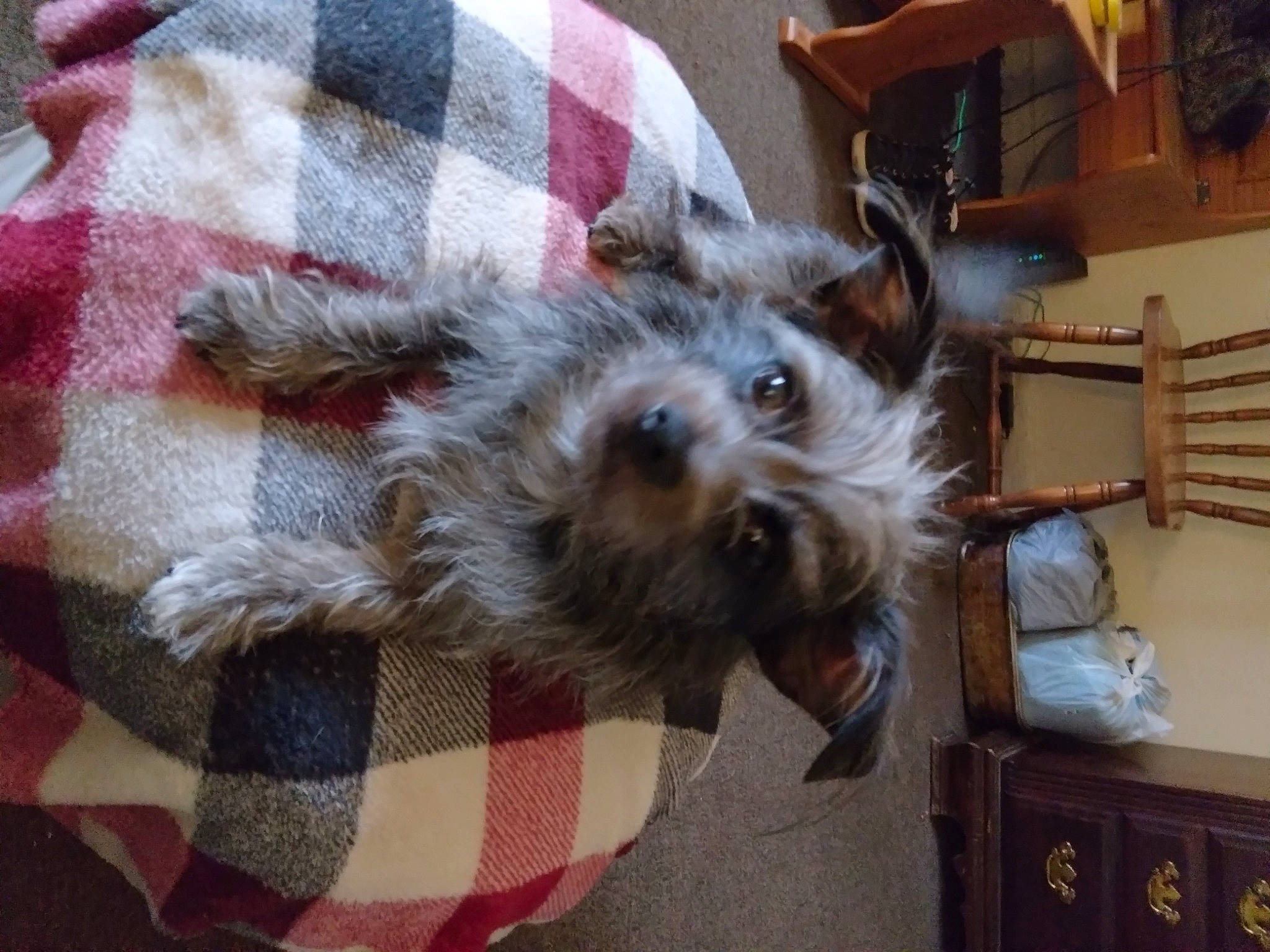 Splitz joined the competition — help win amazing prizes! box, cabinetry, carnivore, companion_dog, dog, dog_breed, dog_supply, fawn, fur, liver, pattern, plaid, schnauzer, shelf, small_terrier, standard_schnauzer, tartan, terrier, toy_dog, working_animal