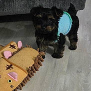 Koda joined the competition — help win amazing prizes! animal_ears, animal_slippers, black, brown, couch, cozy, cute, dog, floor, furniture, home, indoor, pet, puppy, slippers, small_dog, standing, sweater, toy, wooden_floor