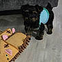 animal_ears, animal_slippers, black, brown, couch, cozy, cute, dog, floor, furniture, home, indoor, pet, puppy, slippers, small_dog, standing, sweater, toy, wooden_floor