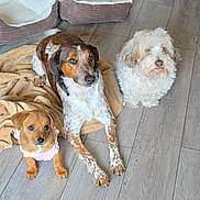 Métisse Tim Et Chef a rejoint le concours — aidez-le/la à gagner de superbes lots ! dog, puppy, three_dogs, brown_dog, white_dog, small_dog, blanket, dog_bed, hardwood_floor, indoor, pet, fur, paws, looking_up, sitting, lying, pink_outfit, cozy, companion, attentive