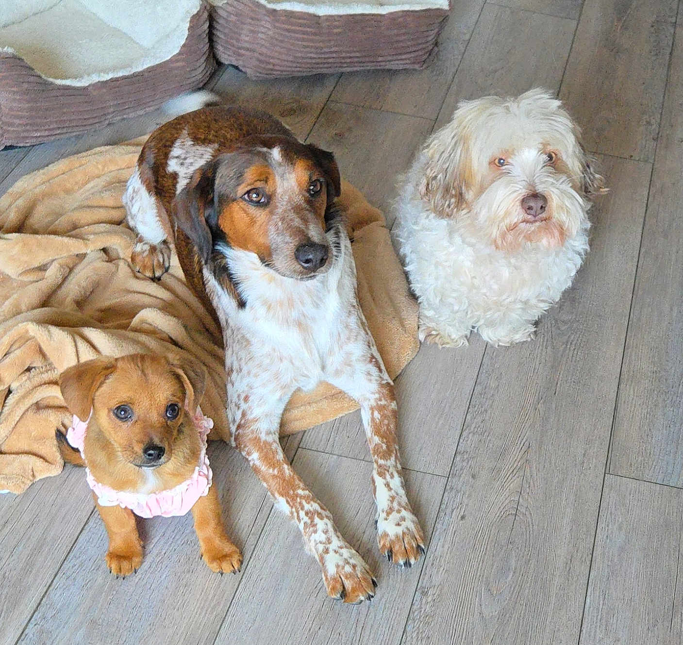 Métisse Tim Et Chef