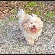 Chef a rejoint le concours — aidez-le/la à gagner de superbes lots ! dog, fluffy_dog, small_dog, outdoor, grass, dirt_path, tongue_out, happy, pet, playful, walking, fur, white_fur, muzzle, paws, nature, leaves, trail, candid, portrait