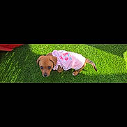 Métisse a rejoint le concours — aidez-le/la à gagner de superbes lots ! puppy, dog, small_dog, brown_dog, pink_outfit, floral_clothing, pet, artificial_grass, green_grass, outdoor, sunlight, shadow, cute, looking_up, big_eyes, young, portrait, backyard, pet_clothing, playful