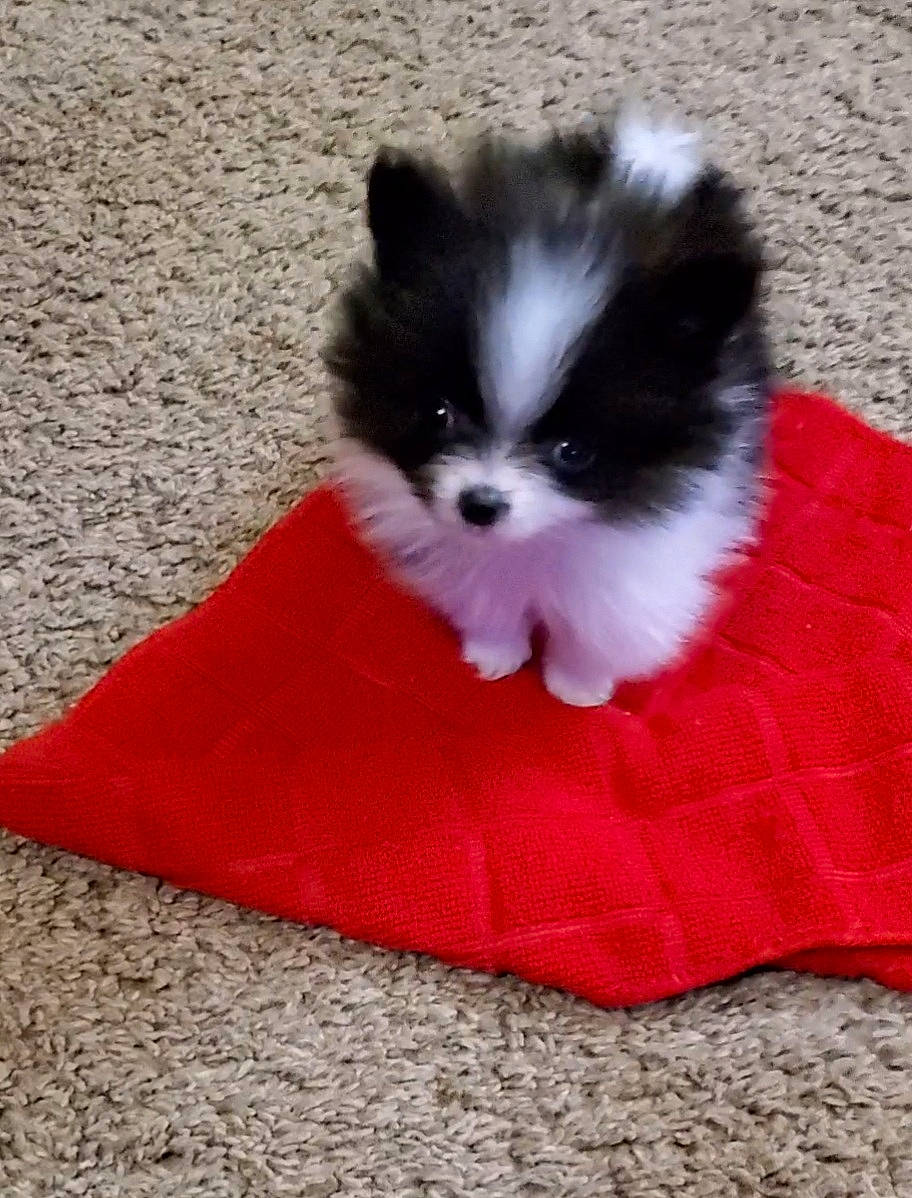 Little Man joined the competition — help win amazing prizes! canidae, carmine, carnivore, companion_dog, dog, dog_breed, dog_supply, fawn, fur, non_sporting_group, pattern, snout, sporting_group, tail, terrestrial_animal, toy_dog, whiskers, working_animal