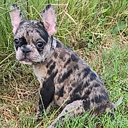 Missy is registered to the contest to win money with this photo: dog, puppy, french_bulldog, brindle_coat, ears, grass, outdoor, animal, pet, cute, sitting, nature, young, canine, fur, portrait, eyes, alert, snout, muzzle