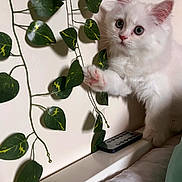 Lui is registered to the contest to win money with this photo: kitten, cat, white_cat, fluffy, paw, green_leaves, artificial_plants, remote_control, curious, pet, indoor, wall, ledges, cute, animal, feline, young_cat, soft_fur, domestic_cat, close_up